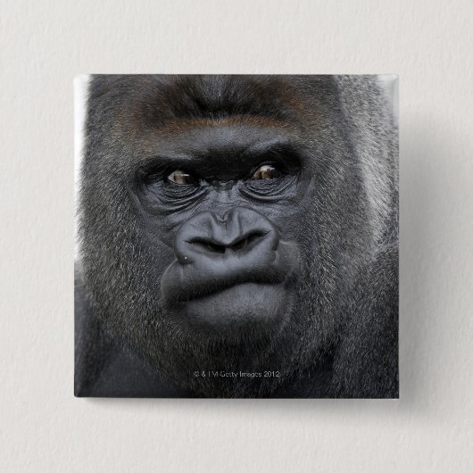 Flachlandgorilla、Gorilla gorilla、 缶バッジ (正面)