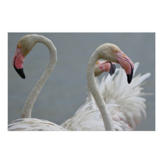 flamants roses ポスター