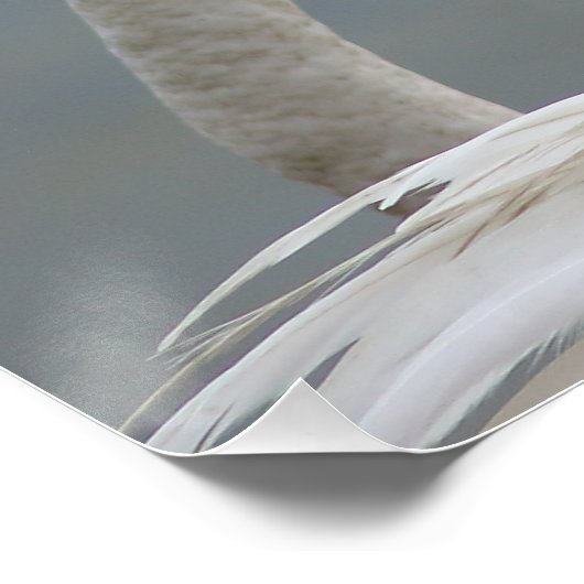 flamants roses ポスター (コーナー)