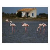 Flamants roses en Camargue ポスター (正面)