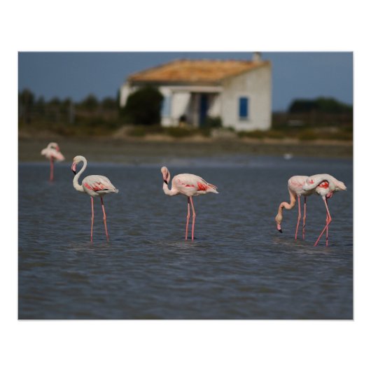 Flamants roses en Camargue ポスター (正面)