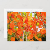 Flamboyanの木の花（クローズアップ） ポストカード (正面/裏面)