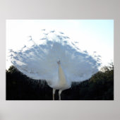 Flamboyant Albino Peacock ポスター (正面)
