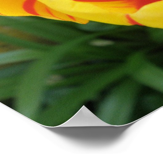 Flame Tulip Print ポスター (角)