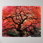 Flaming Gnarly Japanese Maple Tree ポスター (正面)
