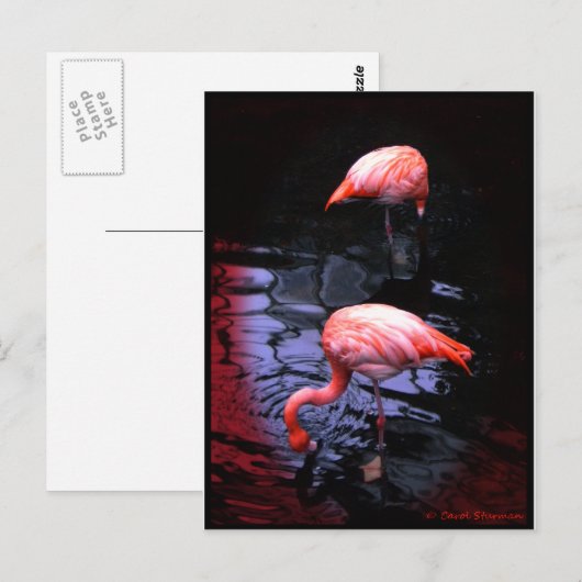 FLAMINGOコピー ポストカード (正面/裏面)