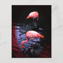 FLAMINGOコピー ポストカード