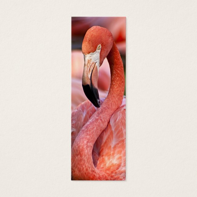 Flamingoプロファイルカード (正面)
