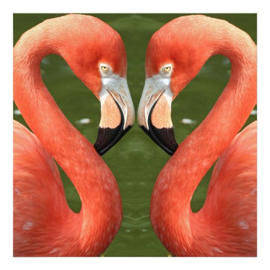 Flamingo_20170701_by_JAMFoto フォトプリント (正面)