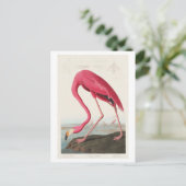 Flamingo Illustration by John James Audubon ポストカード (スタンド正面)