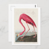 Flamingo Illustration by John James Audubon ポストカード (正面/裏面)
