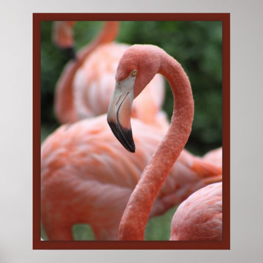 Flamingo Pose 20x24プリント – その他のサイズも ポスター (正面)