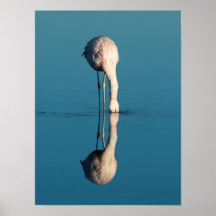 Flamingo Reflection, Laguna Chaxa, Atacama ポスター