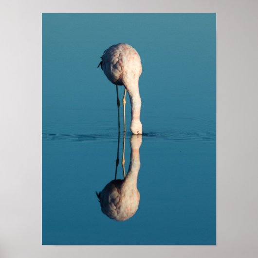 Flamingo Reflection, Laguna Chaxa, Atacama ポスター (正面)