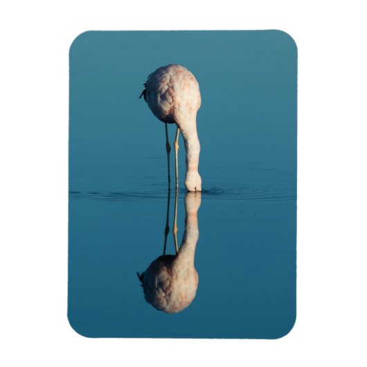 Flamingo Reflection, Laguna Chaxa, Atacama マグネット (縦)