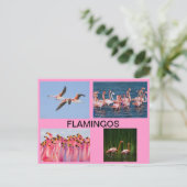 FLAMINGOSポストカード ポストカード (スタンド正面)