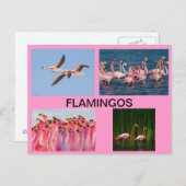 FLAMINGOSポストカード ポストカード (正面/裏面)