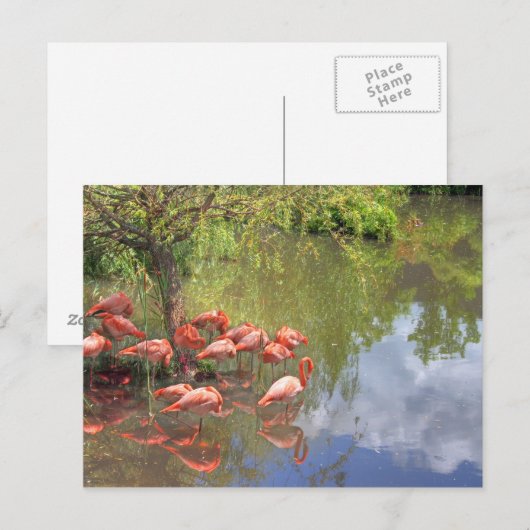 Flamingos. ポストカード (正面/裏面)