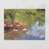 Flamingos. ポストカード (正面)