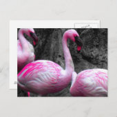 ~Flamingos~ポストカード ポストカード (正面/裏面)