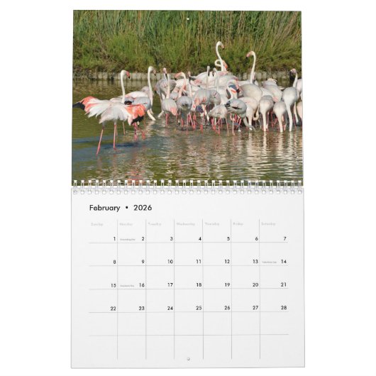 Flamingos 12 month calendar カレンダー (2月 2026)