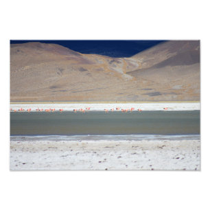 Flamingos at Salar del Huasco,チリ フォトプリント