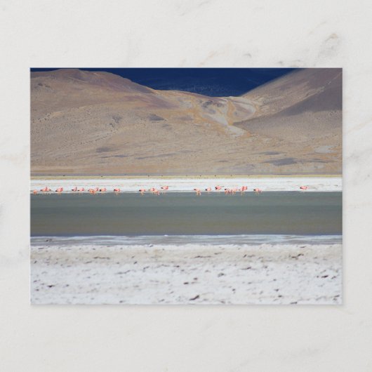 Flamingos at Salar del Huasco,チリ ポストカード (正面)