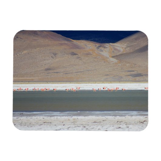 Flamingos at Salar del Huasco，チリ マグネット (横)