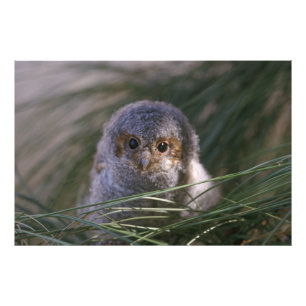 Flammulatedのフクロウのひよこの写真 フォトプリント