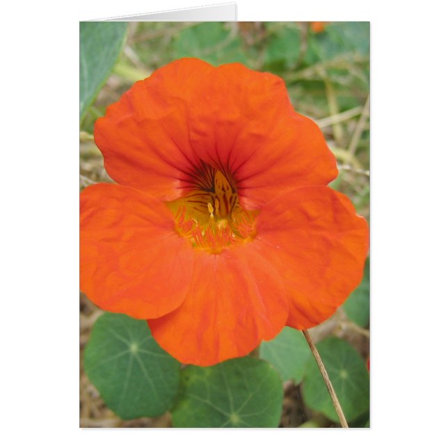 Flanderの分野 (正面)