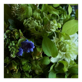 Flannel Flower, Arabicum, Phylica, Ryobu, Botanica ポスター