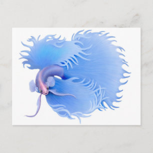 Flaring Betta Splendensはがき ポストカード