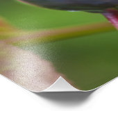 Flathead National 2の熟したハックルベリー フォトプリント (角)