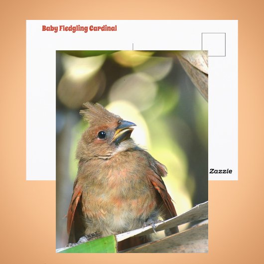 Fledgling Cardinal Cute Baby Bird Wildlife Photo ポストカード