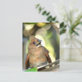 Fledgling Cardinal Cute Baby Bird Wildlife Photo ポストカード (スタンド正面)