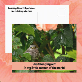 Fledgling Mockingbird Cute Wildlife Photographic ポストカード