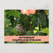 Fledgling Mockingbird Cute Wildlife Photographic ポストカード (正面)