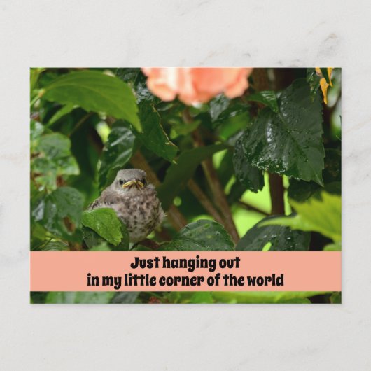Fledgling Mockingbird Cute Wildlife Photographic ポストカード (正面)