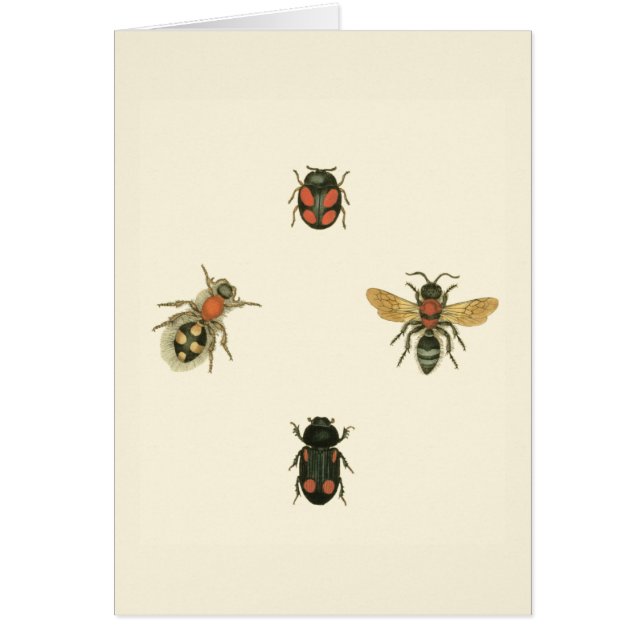 Fles and Beetles by Vision Studio (正面)