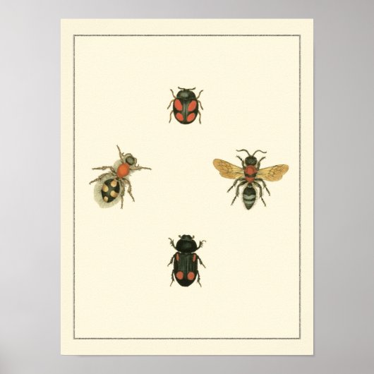 Fles and Beetles by Vision Studio ポスター (正面)