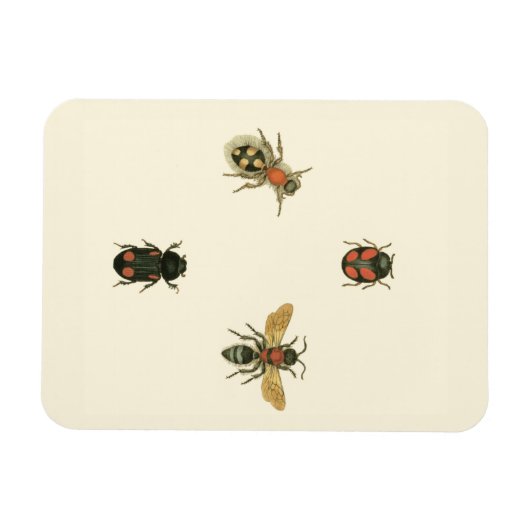 Fles and Beetles by Vision Studio マグネット (横)