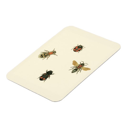 Fles and Beetles by Vision Studio マグネット (左側)