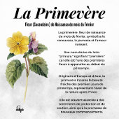 Fleur de février aquarelle botanique primevère ポスター