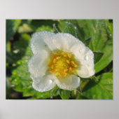 Fleur de fraisier ポスター (正面)