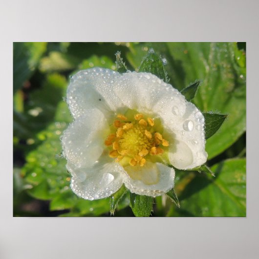 Fleur de fraisier ポスター (正面)