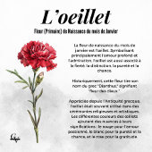 Fleur de janvier aquarelle botanique oeillet rouge ポスター