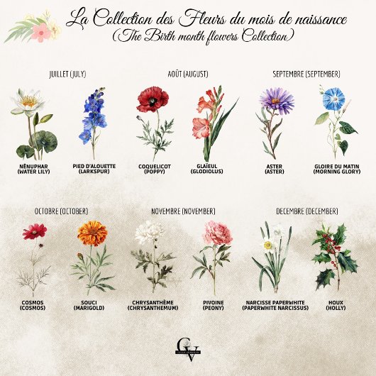 Fleur de janvier aquarelle botanique oeillet rouge ポスター