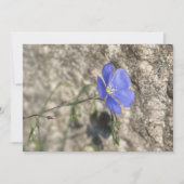 Fleur sauvage (正面)