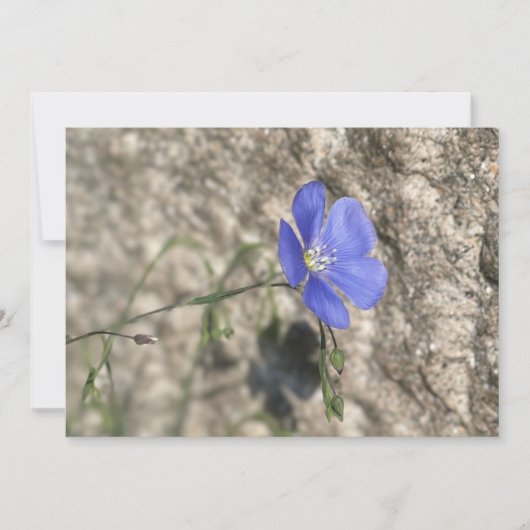 Fleur sauvage (正面)