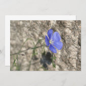 Fleur sauvage (正面/裏面)